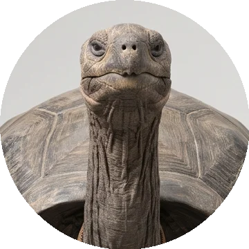 Old Walter, Prediction desk · tortoise